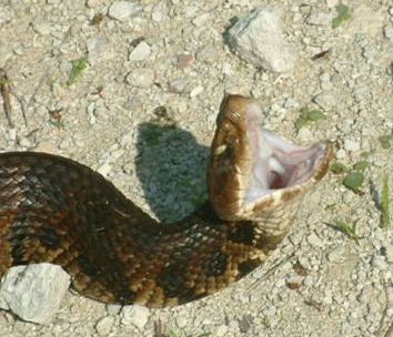 Cottonmouth Water Moccasin