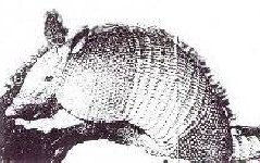 Armadillo