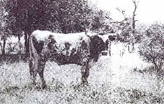 Longhorn Steer